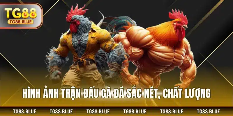 Hình ảnh trận đấu gà đá sắc nét, chất lượng
